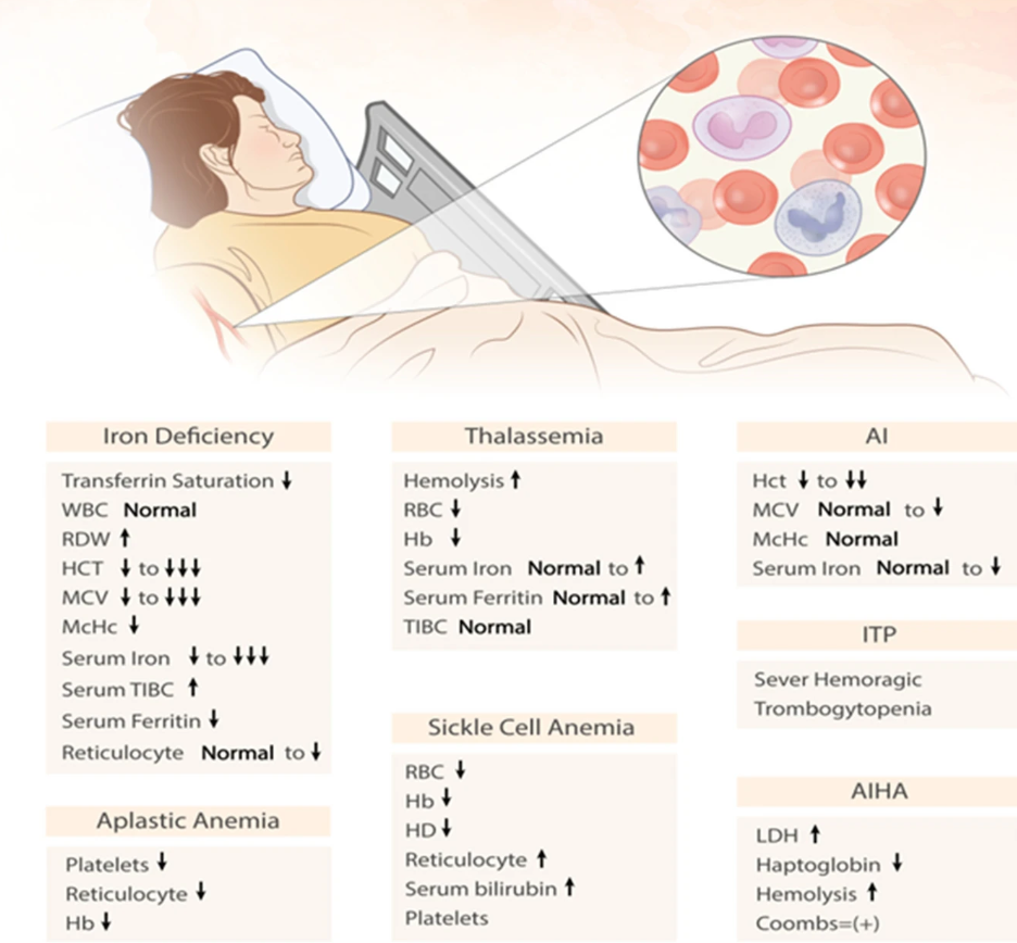 Bất thường trong các thông số huyết học của bệnh nhân thiếu máu và rối loạn Huyết Sắt Tố